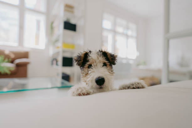 Tips for Finding a Pet-Friendly Apartment in California